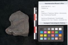 Foto (Objekt + Etikett) von Callipteris sp.  (NHMW-GEO-2024-0188-10913)